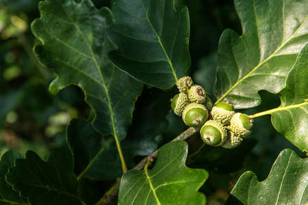 Oak branch with green leaves and acorns on a sunny day. Oak tree in summer. green acorn and leaves...