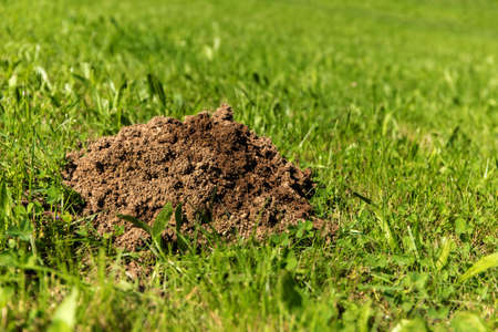 Fresh mole hills on a garden meadow. Molehills on lawn in the garden. Damaged lawn.