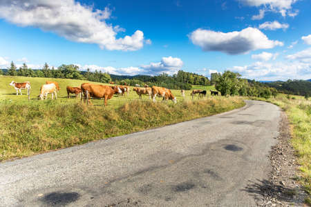 Cows on a green field and blue sky. Cows and bulls grazing in the Czech countryside. Cattle breeding in the Czech Republic. Bio farm.の写真素材
