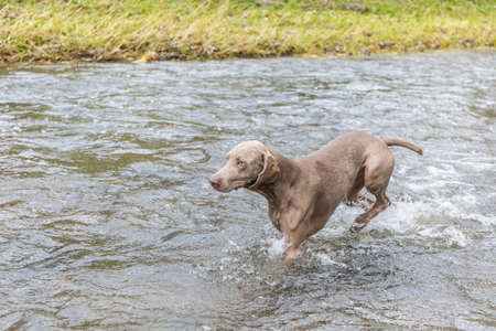 Weimaraner dog in the river. Autumn day on the hunt. Hunting season. Hunting dog in the water.の写真素材