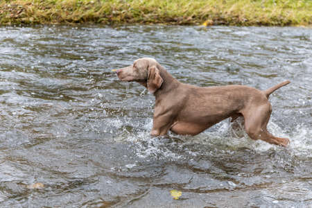 Weimaraner dog in the river. Autumn day on the hunt. Hunting season. Hunting dog in the water.の写真素材