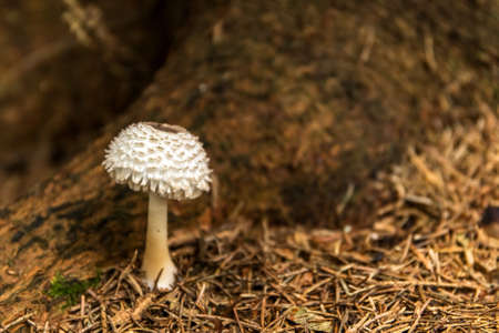 Young Parasol mushroom (macrolepiota procera) growing in forest. Edible mushroom.の写真素材