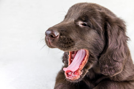 Brown flat coated retriever puppy. Dog's eyes. Retriever on a white background. Hunting dog puppy.の写真素材