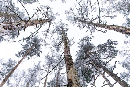 A high dry pine tree in the winter forest. Dead dry pine. Frosty winter morning in the woods....