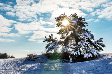 Rays of the rising sun. Snowy lonely pine. Sunny winter morning in the mountains. Snowy landscape in the Czech Republic.の写真素材