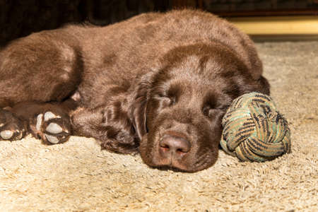 The puppy is lying next to a balloon. Brown flat coated retriever puppy sleeping on the floor. Dog rest. Sleeping puppy. Young hunting dog.の写真素材