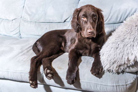 Brown flat coated retriever puppy at home on the bed. The dog is resting on the sofa inside the house.の写真素材