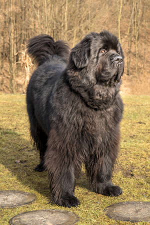Big black dog. Newfoundland dog breed in an outdoor. Spring walk with a dog. Water rescue dog.の写真素材