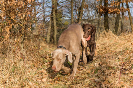 Weimaraner and Brown flat coated retriever puppy running in the forest. Happy dogs. Hunting dogs.