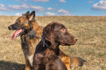 Dogs sitting on a spring meadow. Sunny day for a walk with dogs. Hunting dogs. Brown flat coated retriever puppyの写真素材
