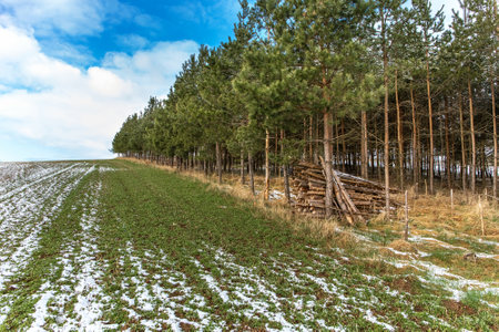 The edge of a pine forest by the field. Spring weather in the Czech Republic. Rural landscape. Young...