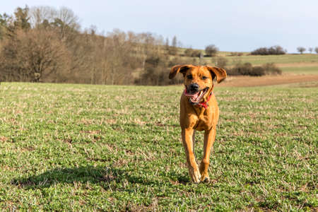 Beautiful female rhodesian ridgeback dog hound puppy outdoors on a meadow. Rhodesian Ridgeback dog...