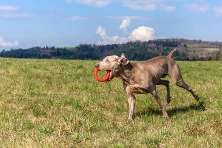 Weimaraner dog in grass meadow. Hunting dog playing in the meadow. Spring day for a walk. Weimaraner dog run in field.の写真素材
