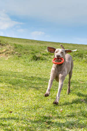 Weimaraner dog in grass meadow. Hunting dog playing in the meadow. Spring day for a walk. Weimaraner dog run in field.の写真素材