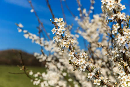 White flowering trees. Blurred background. Spring background. Blooming tree twig on a background of...
