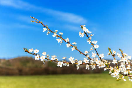 White flowering trees. Blurred background. Spring background. Blooming tree twig on a background of...