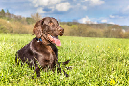 Brown flat coated retriever is lying on a spring meadow. Hound. Dog's eyes. Hunting dog puppy.の写真素材
