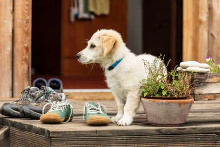 Little puppy dog on a wooden terrace. A small dog guards the house. Labrador crossbreed. Happy dog.の写真素材