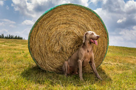 Weimaraner sits by a bale of straw. Hot summer day on a pasture in the Czech Republic. Hound.の写真素材