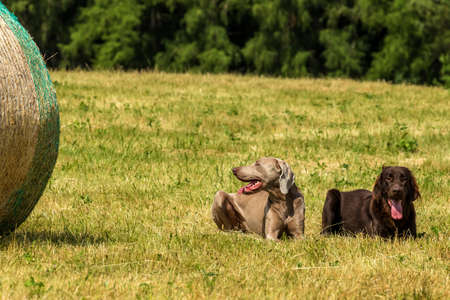 Brown Flat coated retriever puppy and Weimarane on a summer meadow. Agricultural landscape in the Czech Republic. Hot day on the pasture.の写真素材