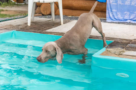 Weimaraner dog breed by the home pool. Hunting dog in the garden. Hot summer day by the pool.の写真素材