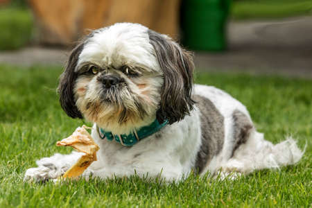 Shih Tzu dog breed in an outdoor. Small dog on a green field eats a dried snack. Dog with bone chewingの写真素材