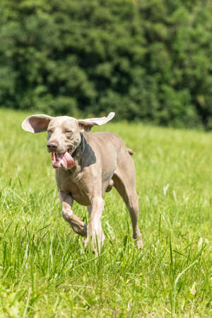 Side shot of a Weimaraner dog running across a meadow. Hunting dog in the meadow. Summer day in a walk with the dog.の写真素材