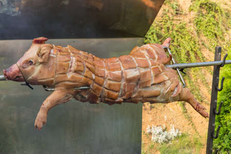 Barbecue with young pig on a grill with wooden coal. Whole roasted piglet body turning on grill. Large barbecue in the process of cooking meat.の写真素材