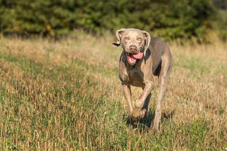 Weimaraner runs happily above the meadow. Happy Weimaraner. Hunting dog on the hunt. Autumn stubble.の写真素材