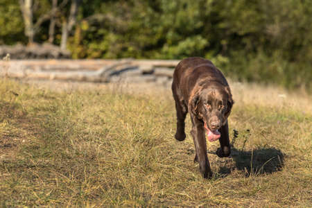 Flat coated retriever on a stubble field. Hunting dog in the autumn field. One year old retriever.の写真素材