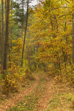 Colors of Autumn. Morning view of the autumn landscape in Czech Republic. Rural landscape in the Czech Republic. Sunny autumn day.の写真素材