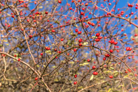 Rosehip fruit for herbal treatment, ripe rosehip fruit. Rosehip bush on a nice autumn background....