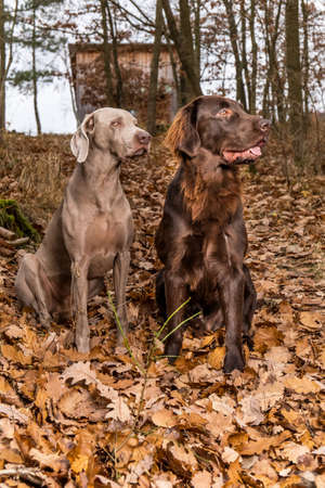 Weimaraner and Brown flat coated retriever in the autumn forest. Happy dogs. Hunting dogs. Hunting dogs sitting in the woods. Autumn hunting.の写真素材
