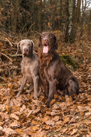 Weimaraner and Brown flat coated retriever in the autumn forest. Happy dogs. Hunting dogs. Hunting dogs sitting in the woods. Autumn hunting.の写真素材