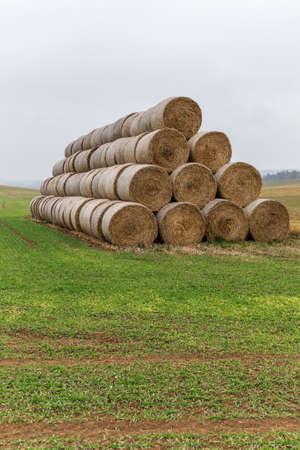 Group of rolled straw bales stacked in a pyramid form pile outdoors in the Czech Republic. Cattle feed. Autumn foggy day.の写真素材