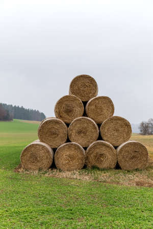 Group of rolled straw bales stacked in a pyramid form pile outdoors in the Czech Republic. Cattle feed. Autumn foggy day.の写真素材