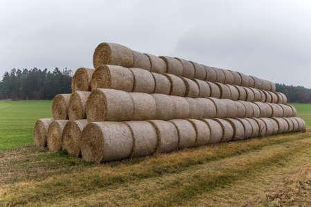 Group of rolled straw bales stacked in a pyramid form pile outdoors in the Czech Republic. Cattle feed. Autumn foggy day.の写真素材
