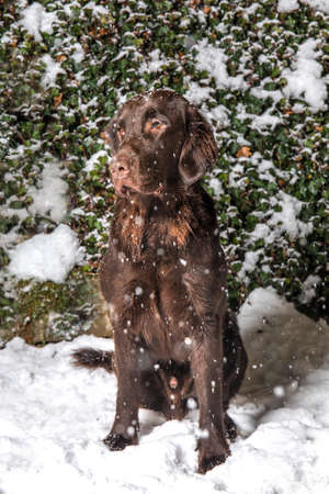 Flat coated retriever dog sitting in the snow. Dog in a snowstorm. Hunting dog in winter. Winter evening.の写真素材