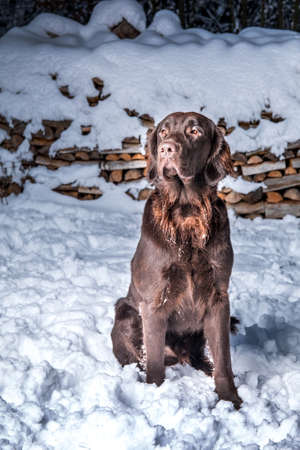 Beautiful young dog. Brown Flat coated retriever dog sitting in the snow. Hunting dog in winter.の写真素材