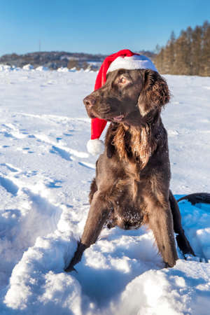 Retriever with Santa's cap. Waiting for Christmas Eve. Brown Flat coated retriever dog sitting in the snow. Santa's helper.の写真素材