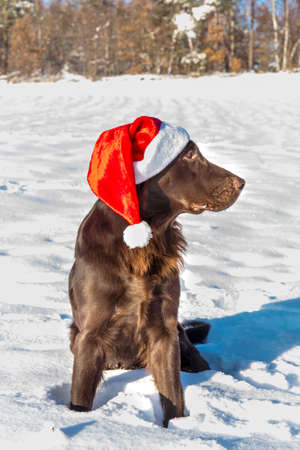 Retriever with Santa's cap. Waiting for Christmas Eve. Brown Flat coated retriever dog sitting in the snow. Santa's helper.の写真素材