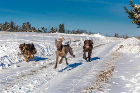 Dogs running in the snow. Flat Coated Retriever, Weimaraner and Sheepdog running across a snowy meadow. Dog race in the snow.の写真素材