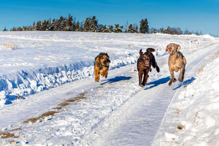 Dogs running in the snow. Flat Coated Retriever, Weimaraner and Sheepdog running across a snowy meadow. Dog race in the snow.の写真素材