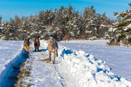 Dogs running in the snow. Flat Coated Retriever, Weimaraner and Sheepdog running across a snowy meadow. Dog race in the snow.の写真素材