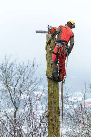 Arborist in safety harness cutting spruce with chainsaw from height. Removing trees in winter. Dangerous work. Safety.の写真素材
