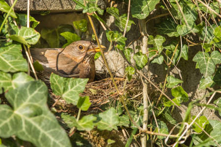 The female blackbird (Turdus merula) sit on the eggs in the nest. Czech Republic. Europe. The blackbird is a bird living throughout Europe.の写真素材
