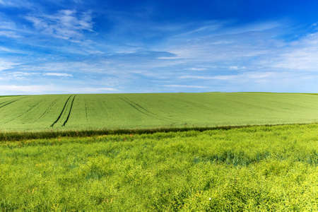 Green field of wheat and blue sky in the Czech Republic. Wheat cultivation. Agricultural landscape in the Czech Republic.の写真素材