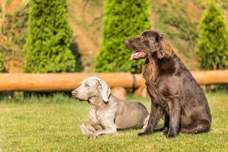 Beautiful dogs on a summer day. Brown Flat Coated Retriever and Weimaraner on a summer meadow. Hunting season. Pointer and retriever.の写真素材