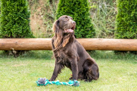 Beautiful dogs on a summer day. Brown flat coated retriever male dog sitting on a meadow. Detailed view. The hunting dog is resting.の写真素材