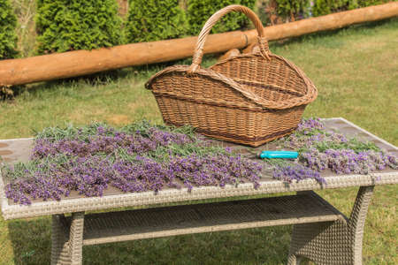 Lavender cutting - cutters and fresh flowers on wooden table. Lavender harvest in a small garden. Aromatherapy. Production of perfumes.の写真素材